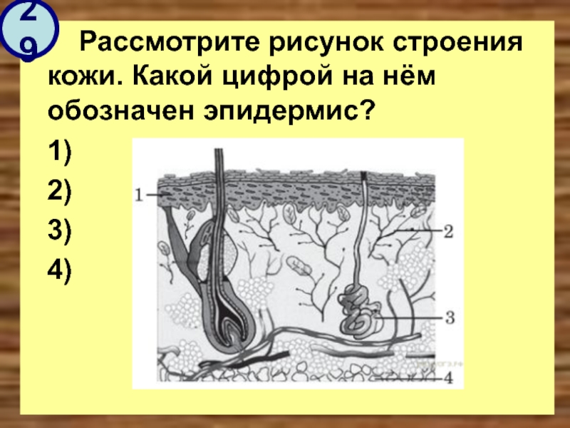 Укажите какой цифрой на рисунке обозначен. Строение кожи рисунок. Рассмотрите рисунок строение кожи. Рисунок строение кожи с обозначениями. Рассмотрите рисунок.