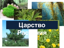 Презентация по биологии на тему Царство Растения