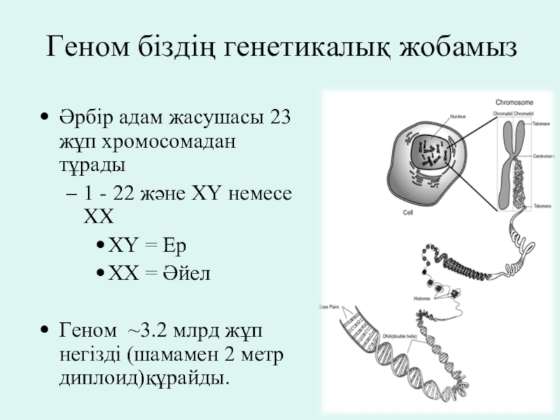 Ген геном презентация