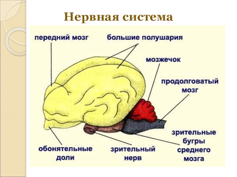 Головной мозг млекопитающих рисунок 7 класс - 86 фото