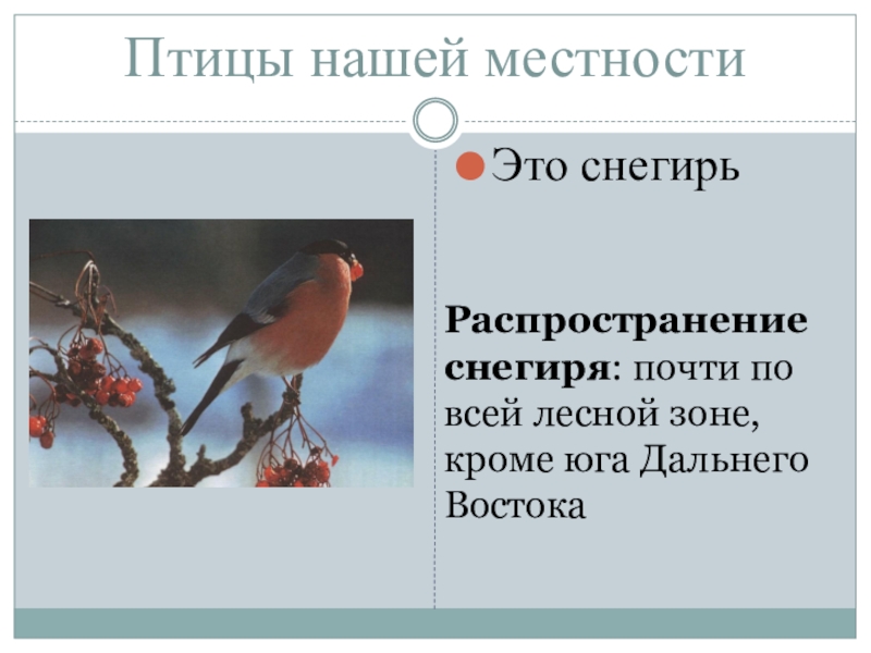 С головой какой птицы изображался. Птицы нашей местности. Зимующие птицы нашей местности. Птицы нашей местности презентация. Какая птица изображена на фотографии.