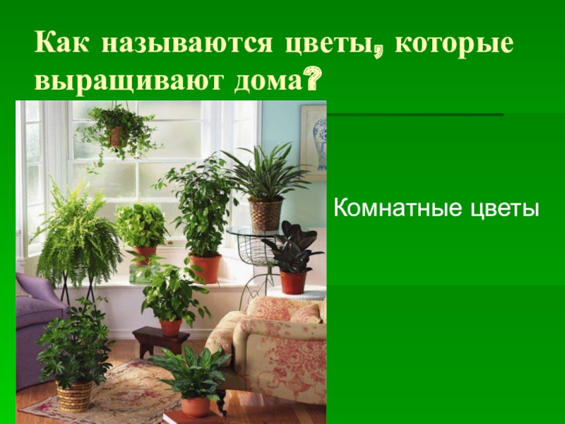 Как называются растения которые человек выращивает дома. Растения которые выращиваются человеком называются. Растения которые выращивают люди называют. Как называются растения которые человек выращивает дома. Как называются растения которые человек выращивает дома.