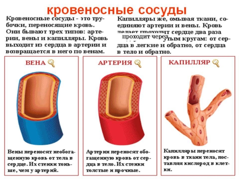 Рассмотрите рисунок с изображением повреждения кровеносных сосудов