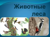 Презентация по окружающему миру Животные леса