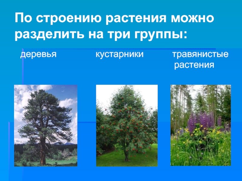 Три группы деревьев. Группы растений. Растительный мир делится на группы. Разделить растения на группы. Растения группы растений.