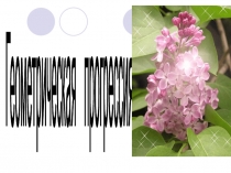 Презентация по теме:Геометрическая прогрессия.