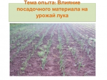 Презентация опытнической работы на тему Влияние посадочного материала на урожай лука