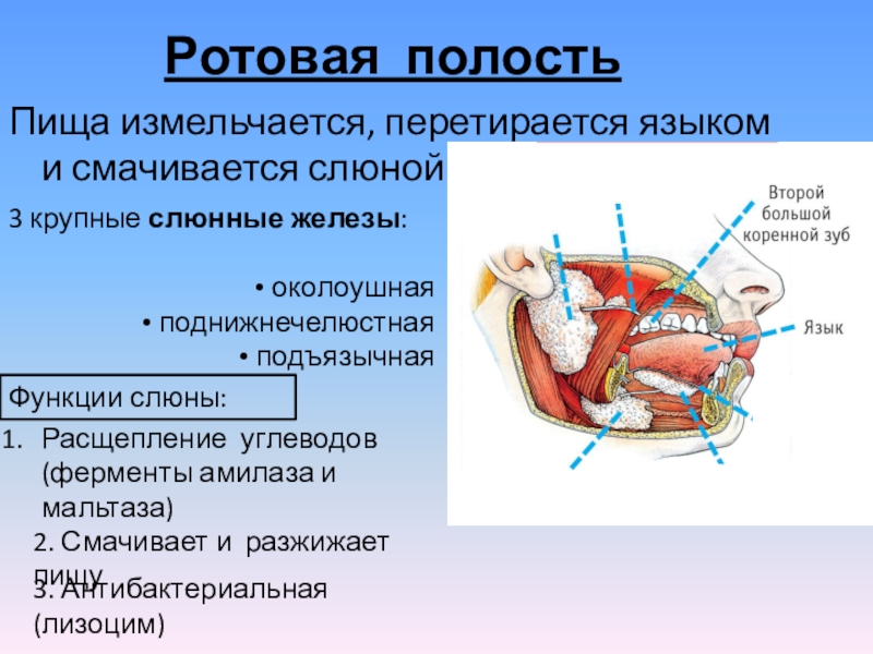 Биология 8 класс пищеварение презентация 8 класс