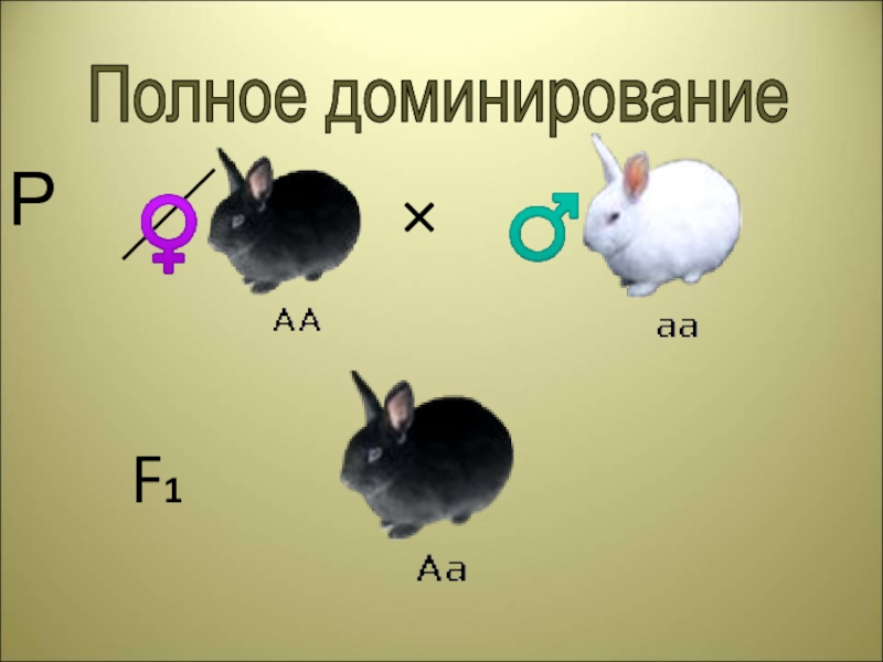 Генетические закономерности открытые г менделем презентация 11 класс