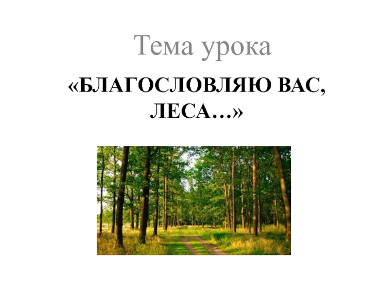 Благословляю вас леса