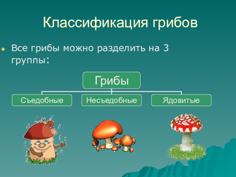 Какие есть группы грибов. Классификация грибов. Деление грибов на группы. Виды грибов классификация. Группы разделения грибов.