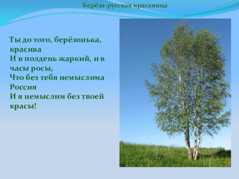 Курс береза. Ты до того березонька красива и в полдень жаркий и в часы росы. Береза свечка. На Бугре береза-свечка. Берёзонька красавица.