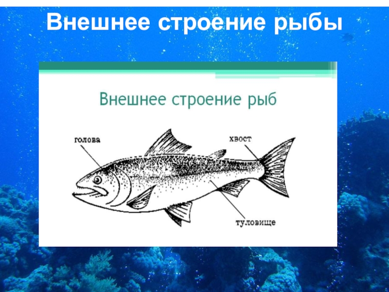 Внешнее строение рыбы рисунок