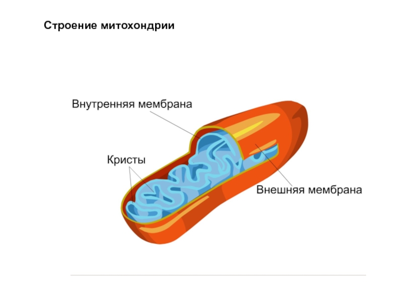 Схема митохондрии с подписями