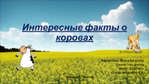 :Интересные факты о коровах