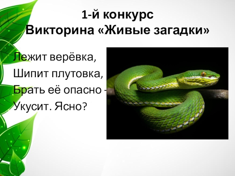 Загадка жив. Загадки о живых организмах. Загадки о живых существах. Загадки про дивыеиорганизмы. Загадка лежит веревка шипит плутовка.