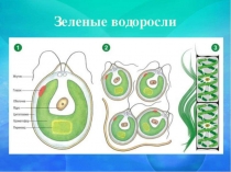 Презентация по биологии на тему  Водоросли (7 класс)