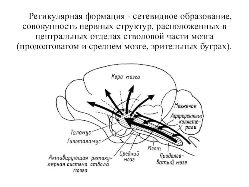 Ретикулярная формация головного мозга презентация