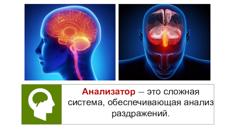 Анализатор это. Понятие об анализаторах 8 класс.