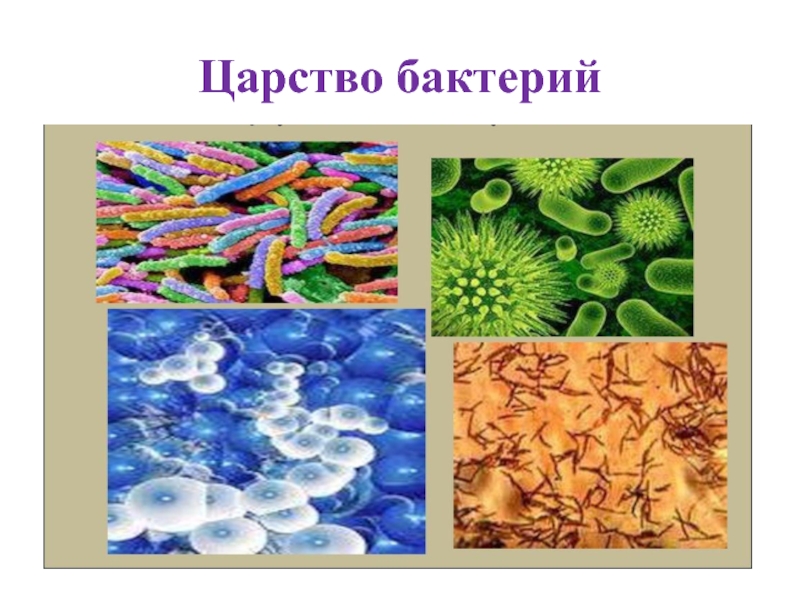 Привести примеры царства бактерий. Царство бактерий. Царство природы бактерии. 4 Царства бактерий. Царство природы бактерии 2 класс.