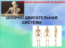 Опорно-двигательная система
