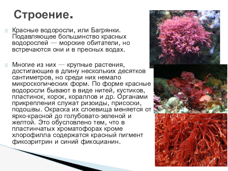 Таблица красных водорослей