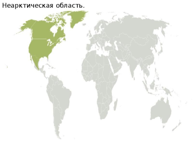 Неарктическая область презентация