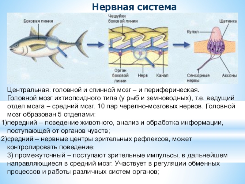 Боковая линия пресмыкающихся. Органы боковой линии. Нервная система рыб. Боковая линия у рыб. Нервная система рыбы биология.