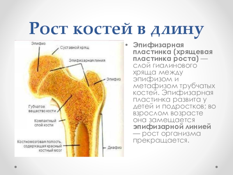 Пластина роста