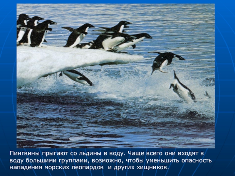 Пингвины прыгают со льдины в воду. Чаще всего они входят в воду большими группами, возможно, чтобы уменьшить