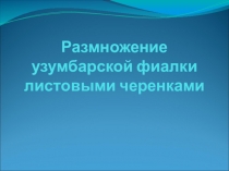 Презентация по биологии на тему Вегетативное размножение Узумбарской фиалки