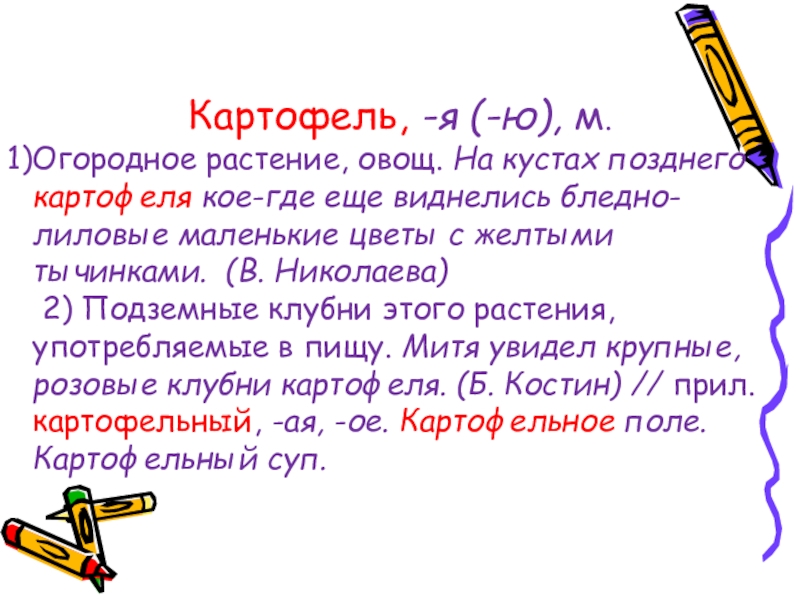 Картофель, -я (-ю), м. Огородное растение, овощ. На кустах позднего картофеля кое-где еще виднелись бледно-лиловые маленькие цветы