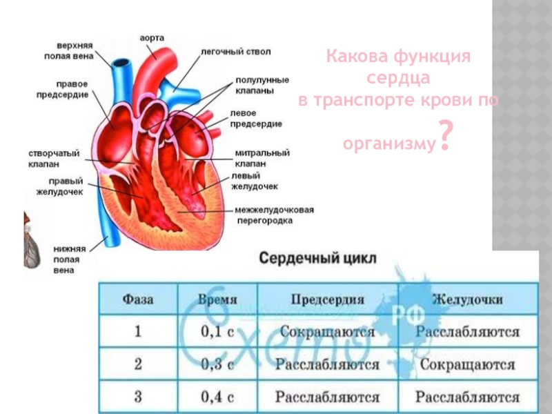 Какого значение сердца. Функции сердца в организме человека. Каковы функции сердца. Каково значение сердца в транспорте веществ у животных. Функция предсердий сердца.