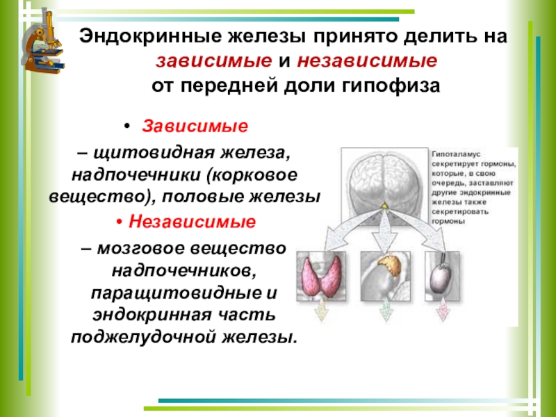 Презентация по биологии эндокринная система 8 класс