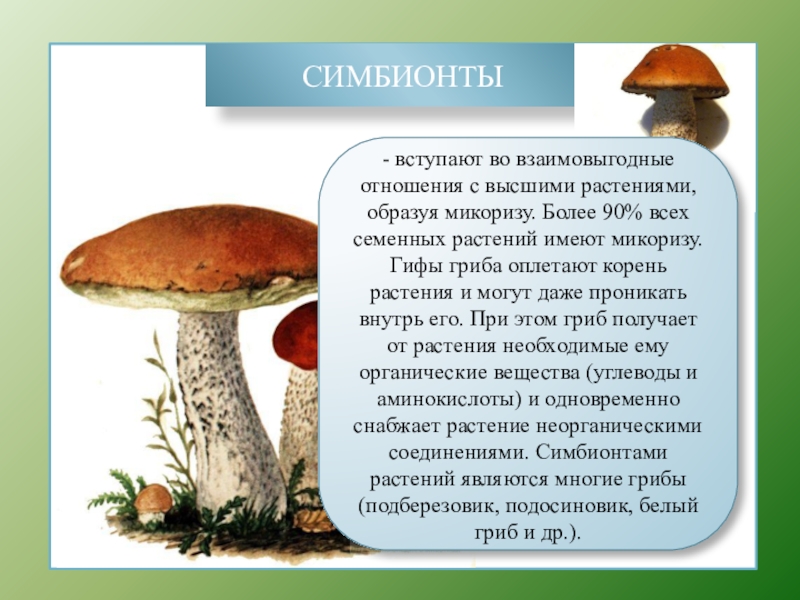 Какой тип питания характерен для подберезовика. Грибы симбионты трубчатые. Полезные симбионты грибы. Грибы симбионты примеры. Название грибов симбионтов.