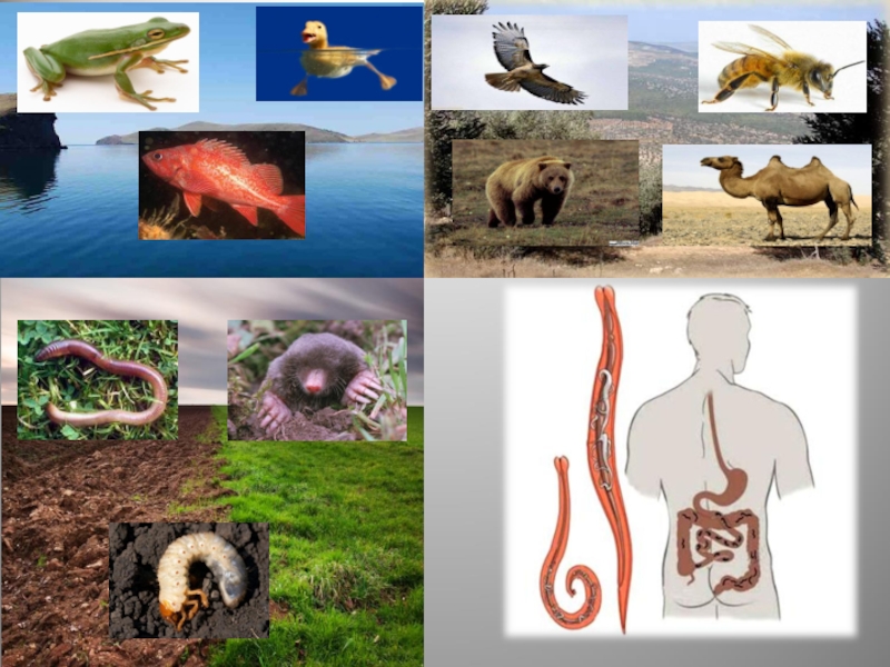 Тела организмов могут быть средой обитания. Среды обитания живых организмов. Обитатели разных сред. Животные в среде обитания. Среды жизни животных.