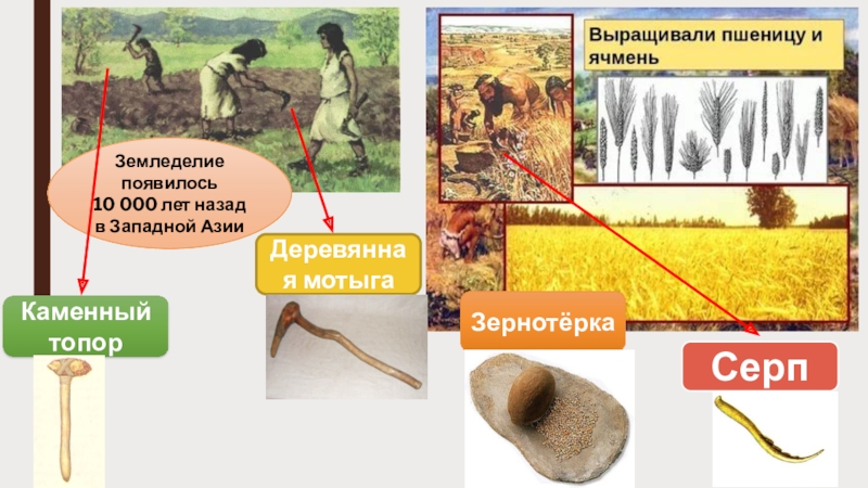 Земледелие история 5. Первобытные земледельцы и скотоводы 5 класс. Орудия труда первобытных земледельцев и скотоводов. Возникновение земледелия орудия труда. История первобытные земледельцы и скотоводы.