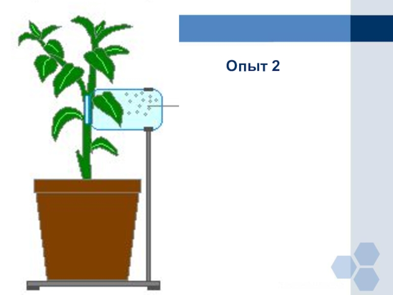 На рисунке изображен опыт доказывающий наличие испарения воды листьями растений для защиты