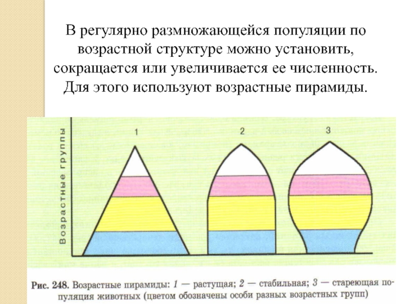 Презентация по биологии популяция 9 класс