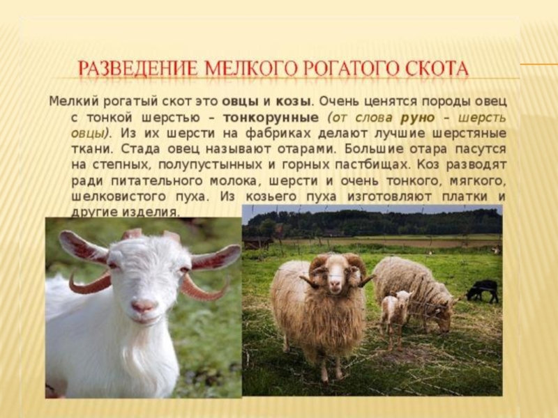 Каких животных разводят в московской области. Разведение мелкого рогатого скота. Сообщение о разведении крупного и мелкого рогатого скота. Крупный рогатый скот и мелкий рогатый. Мелкий рогатый скот окружающий мир.