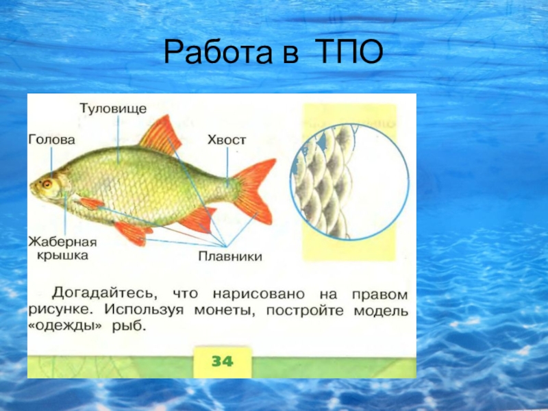 Тест рыбы 2 класс. Рыбы 1 класс окружающий мир. Строение рыбы 1 класс окружающий мир. Класс рыбы презентация. Презентация по окружающему миру 1 класс что такое рыба.