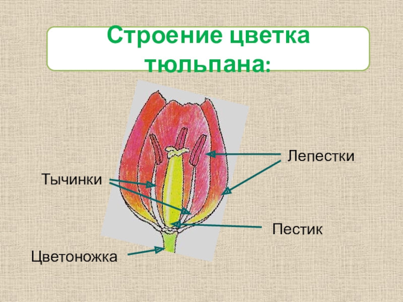 Схема тюльпана биология