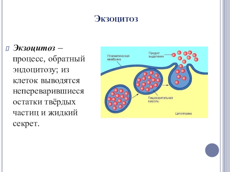 Экзоцитоз осуществляется. Плазматическая мембрана эндоцитоз. Эндоцитоз и экзоцитоз схема. Трансцитоз эндоцитоз экзоцитоз. Атипичный экзоцитоз.