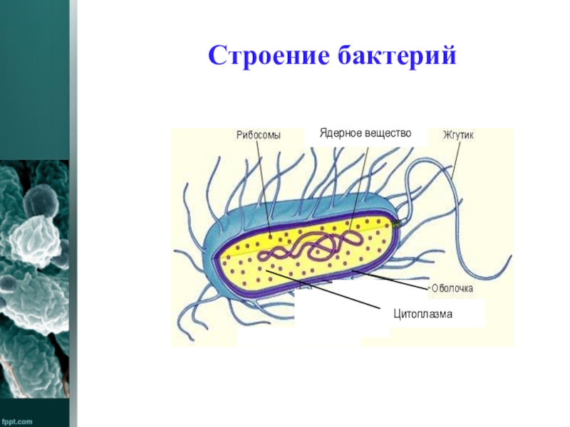 Проект по биологии бактерии 9 класс