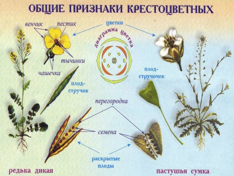 Рисунок плода крестоцветные