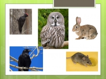 Презентация по якутскому языку и литературе на тему Ойуур хаhыата (3 класс)