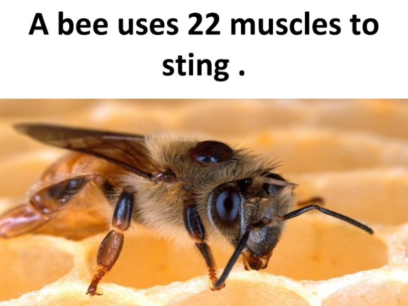 A bee uses 22 muscles to sting .