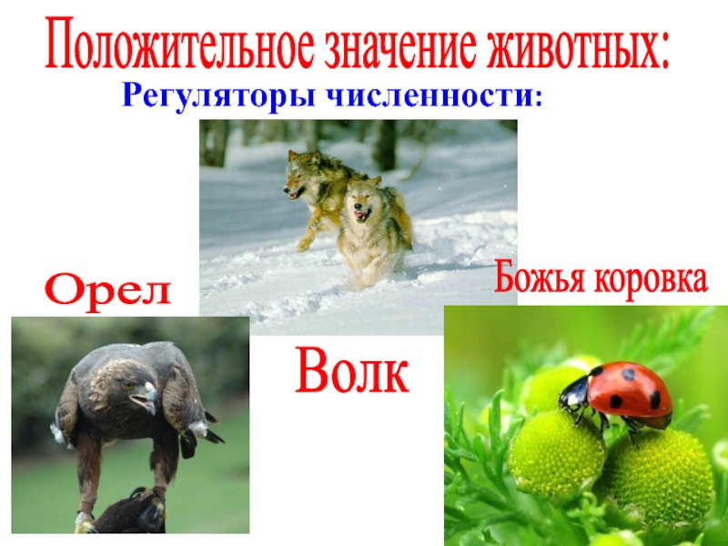 Что означают животные. Положительное значение животных в природе. Положительные значения животных. Регуляторы численности животных в природе. Положительное значение животных для медицины.