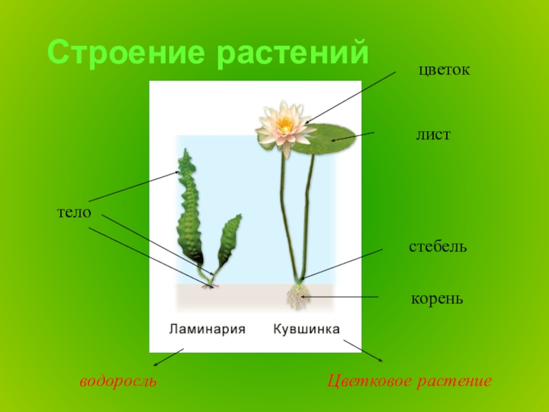 Покрытосеменные корень стебель листья. Кувшинка белая строение. Строение растения. Строение водных растений. Лотос строение цветка.