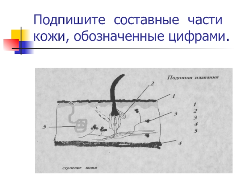 Подпишите элементы. Элементы кожи обозначенные цифрами. Подпишите части кожи. Подпишите части кожи обозначенные цифрами. Подпишите элементы кожи.